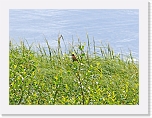 pensastasku Whinchat * 800 x 591 * (416KB)